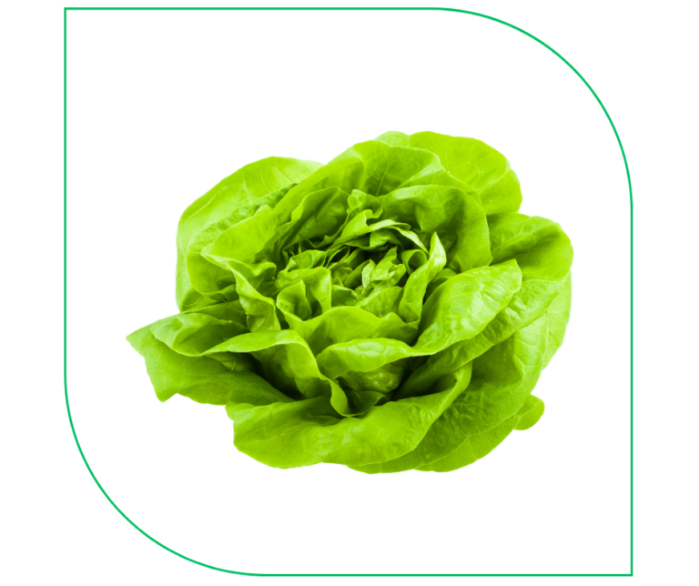 BUTTERHEAD LETTUCE (PCS)